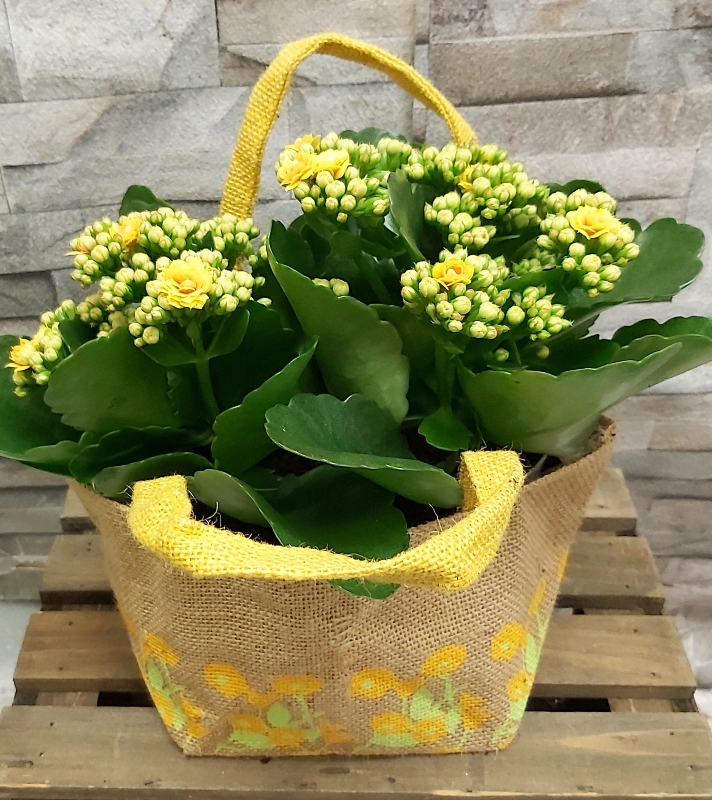 Kalanchoe planted gift bag